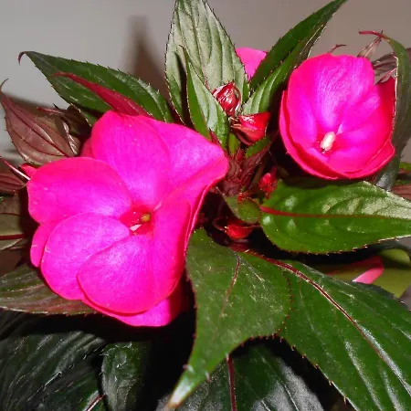 Stella 3* ヴィーコ・エクエンセ