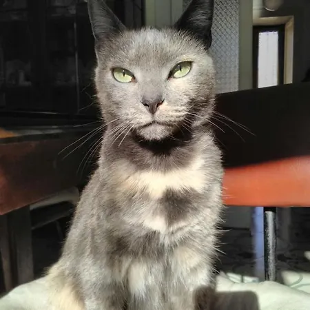 ベッド・アンド・ブレックファスト Stella